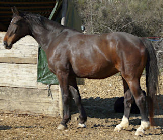 Butterfly Z, la mia prima cavalla da salto. Ha un carattere molto dolce.